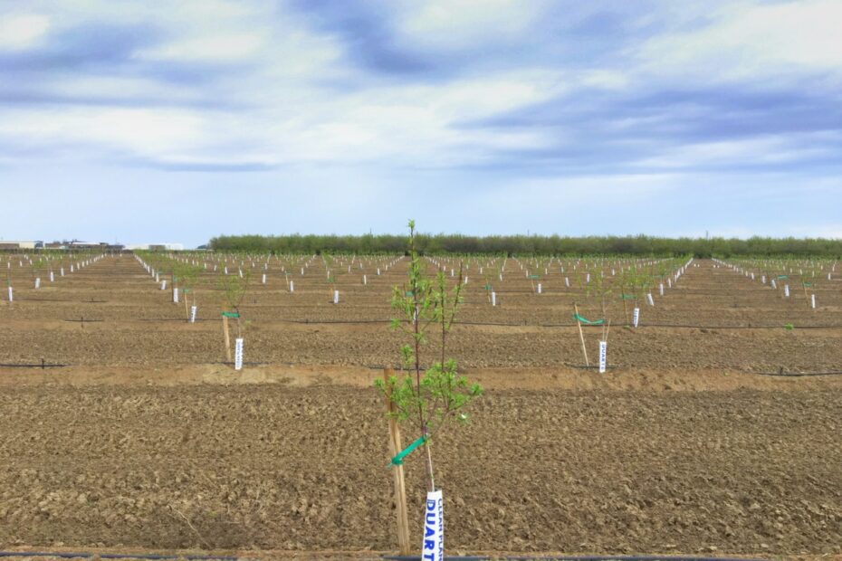 A Farmer is Planting a Straight Row of Crops