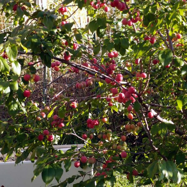 are american plum trees self pollinating