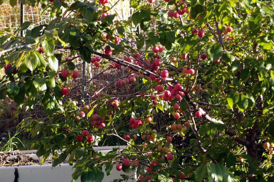 are american plum trees self pollinating