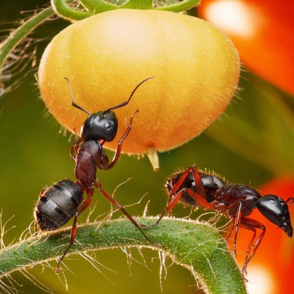 are ants bad for tomato plants