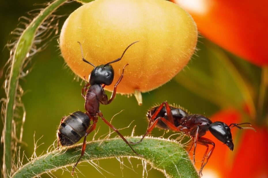 are ants bad for tomato plants