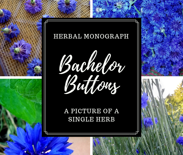 Are Bachelor Button Flowers Edible