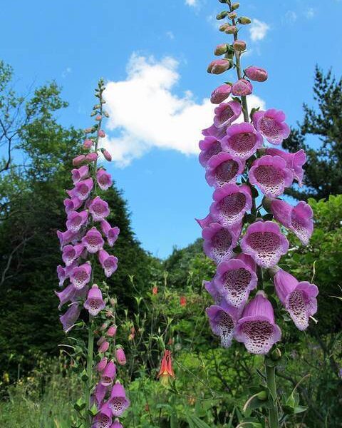 are balloon flowers poisonous to dogs