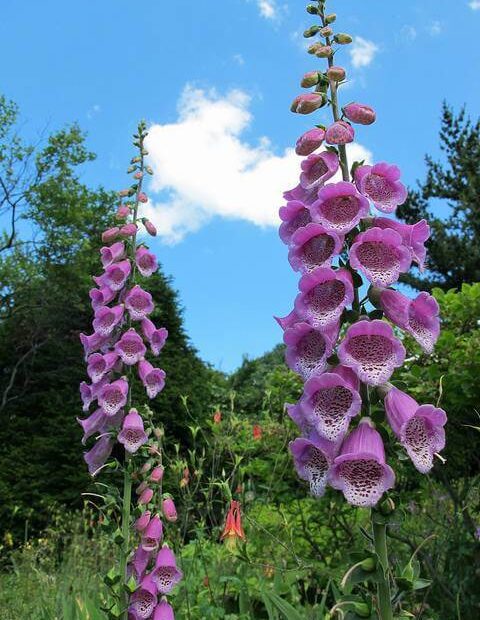 are balloon flowers poisonous to dogs