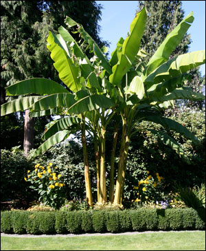 are banana trees invasive