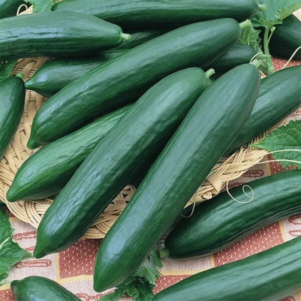 are burpless cucumbers seedless