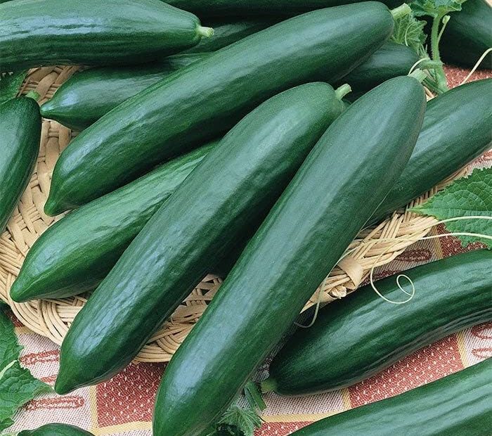 are burpless cucumbers seedless