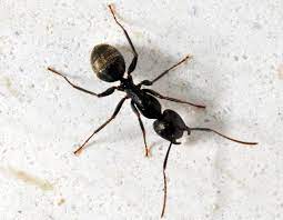 are carpenter ants bad for trees