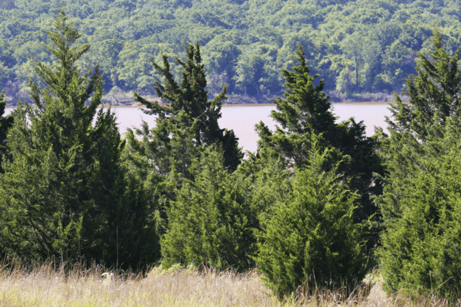 Are Cedar Trees Invasive