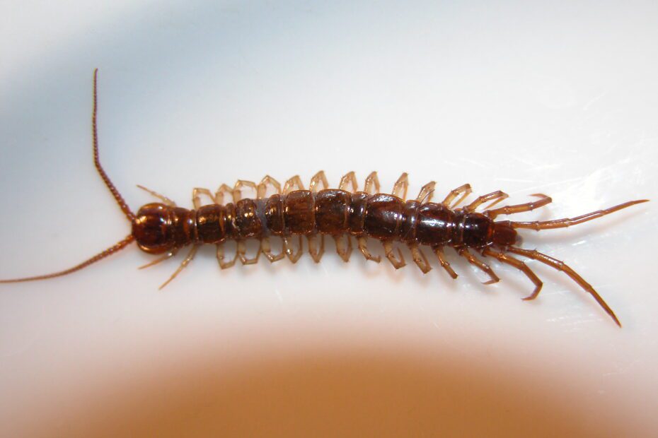 Are Centipedes Bad for Gardens