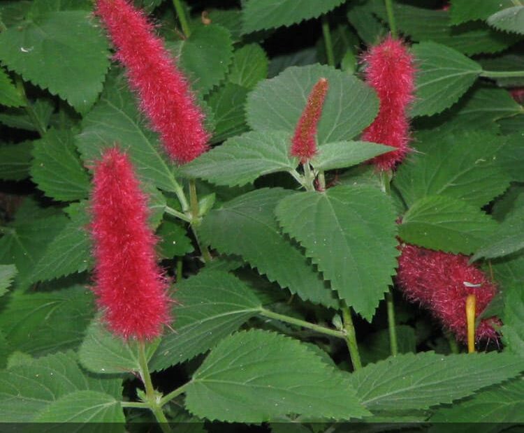 Are Chenille Plants Poisonous to Cats