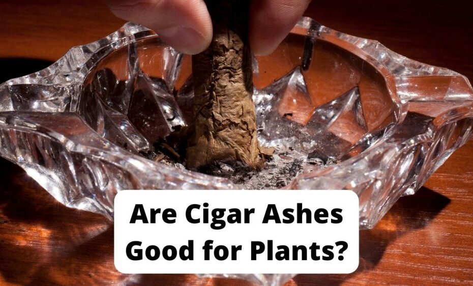 Are Cigar Ashes Good for Plants