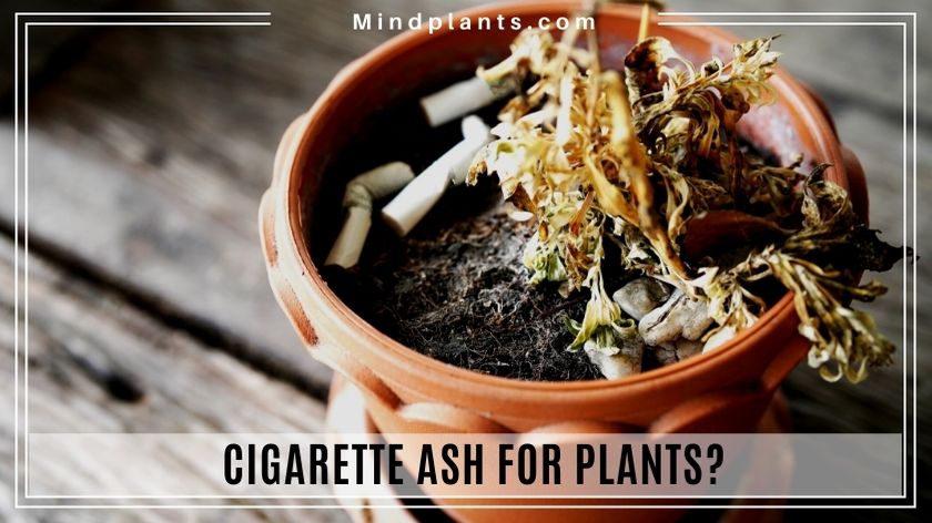 Are Cigarette Ashes Good for Plants