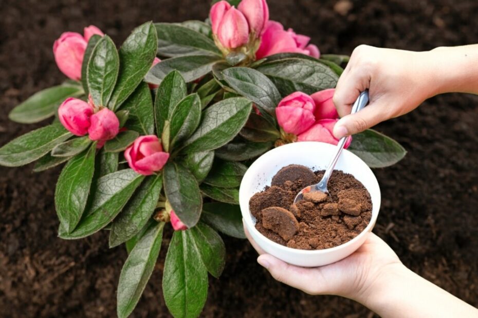 Are Coffee Grounds Good Fertilizer for Rhododendrons