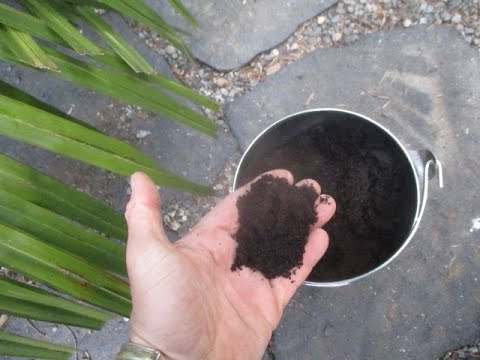 Are Coffee Grounds Good for Palm Trees