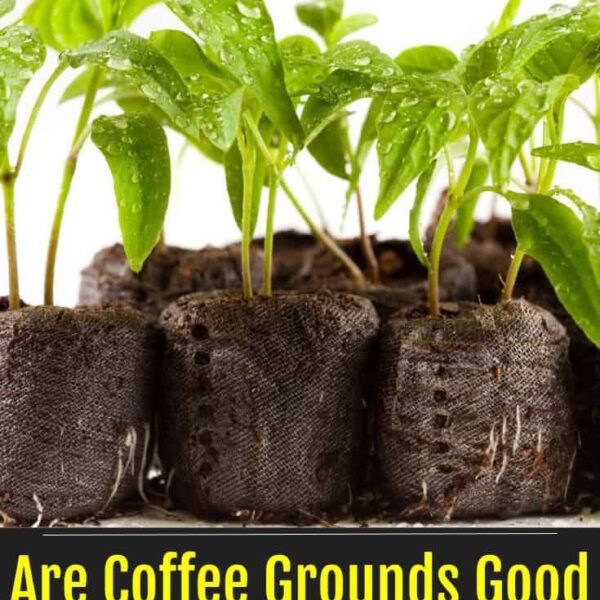 are coffee grounds good for pepper plants