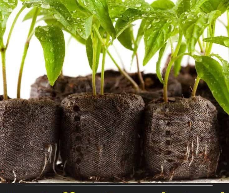 are coffee grounds good for pepper plants