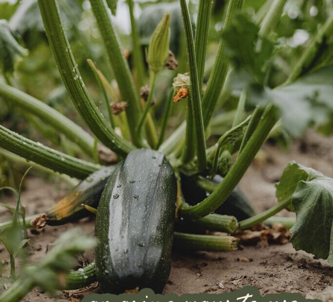 Are Coffee Grounds Good for Squash Plants