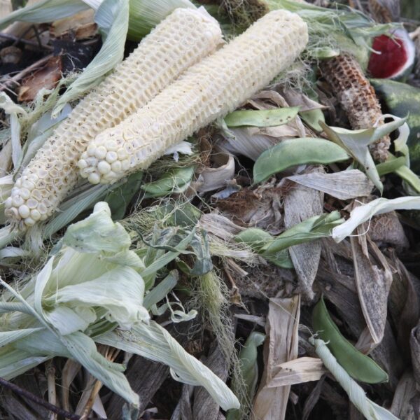 are corn husks good for composting