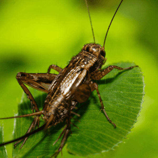 are crickets good for your garden