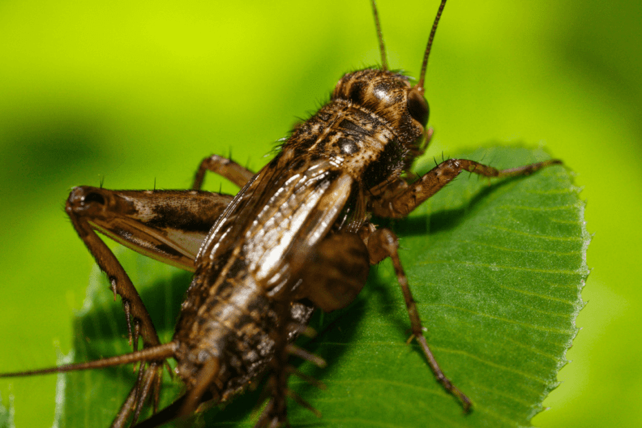 are crickets good for your garden