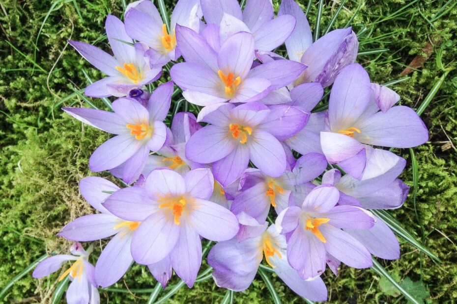 Are Crocus Flowers Edible