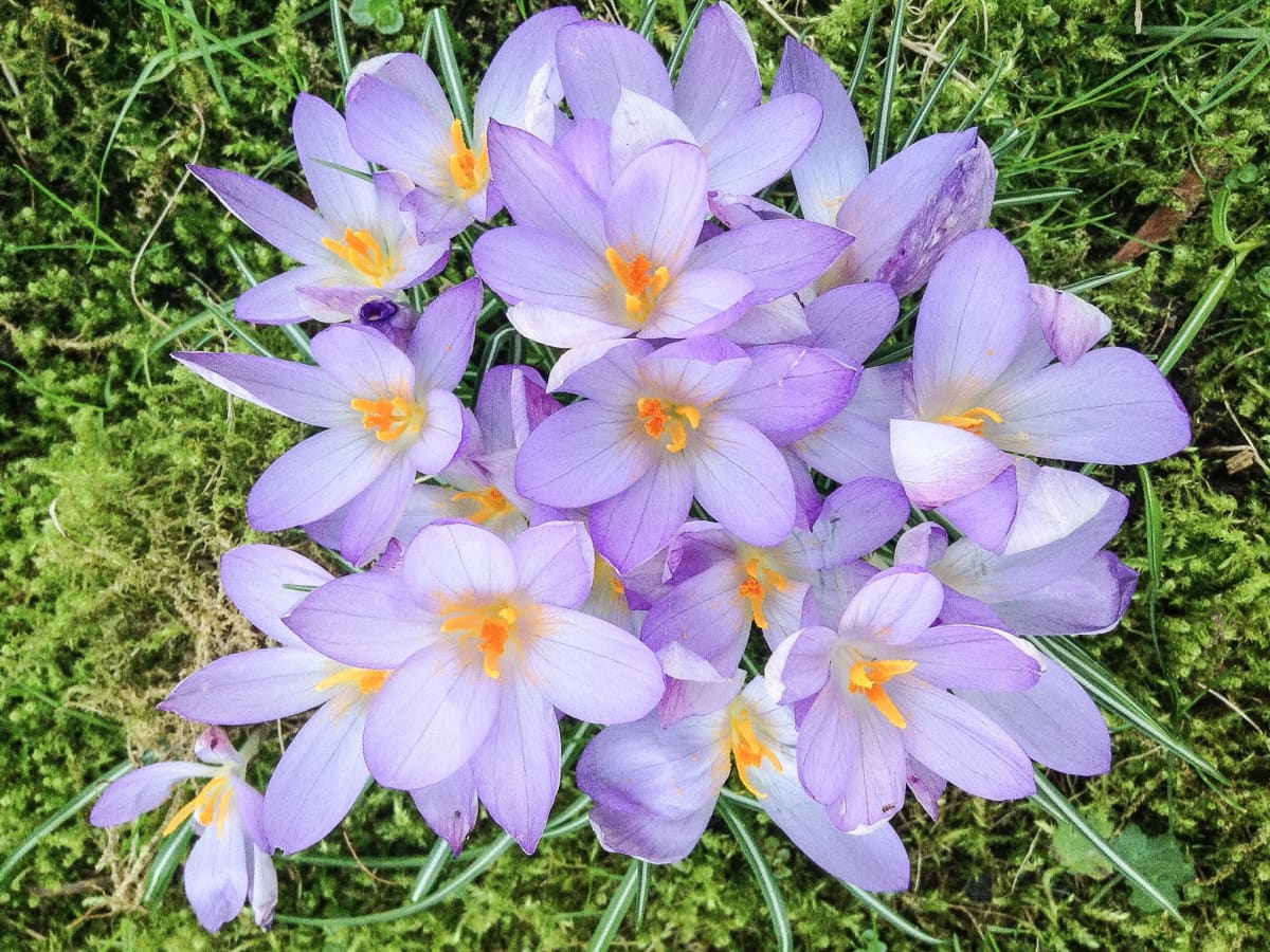 can you eat crocus flowers