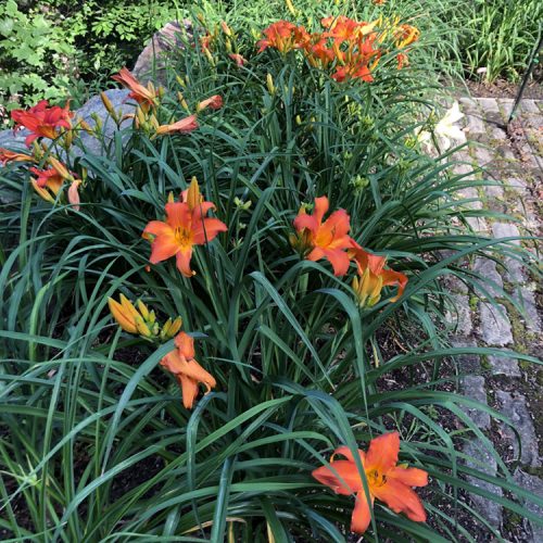 Are Daylilies Good Cut Flowers