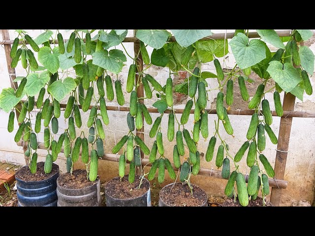 are eggshells good for cucumber plants