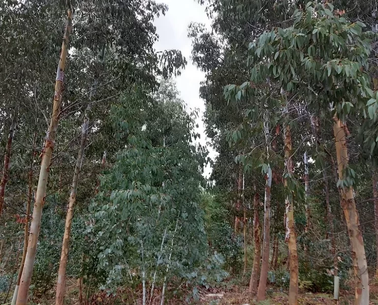 Are Eucalyptus Trees Good for the Environment