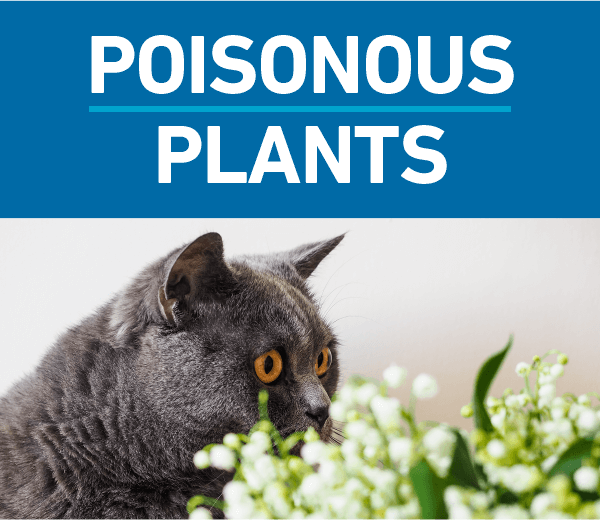 are green bean plants toxic to cats