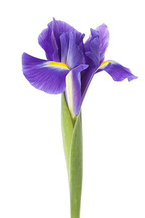 Are Irises Good Cut Flowers