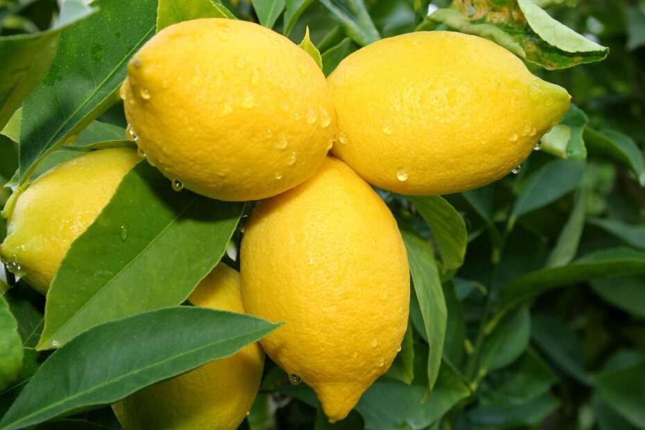 are lemon trees safe for cats