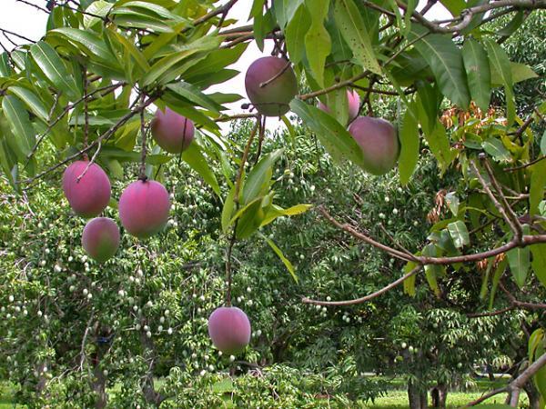 Are Mango Trees Evergreen