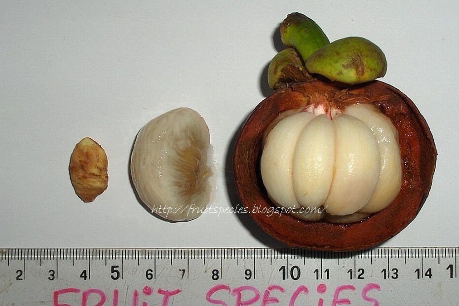 Are Mangosteen Seeds Edible