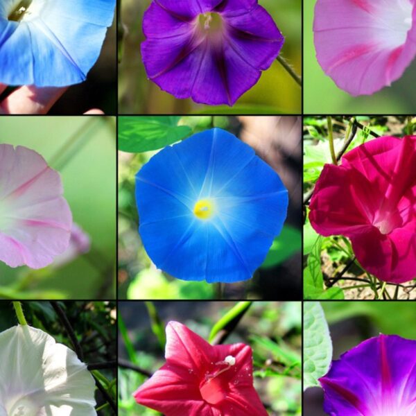are morning glory flowers edible