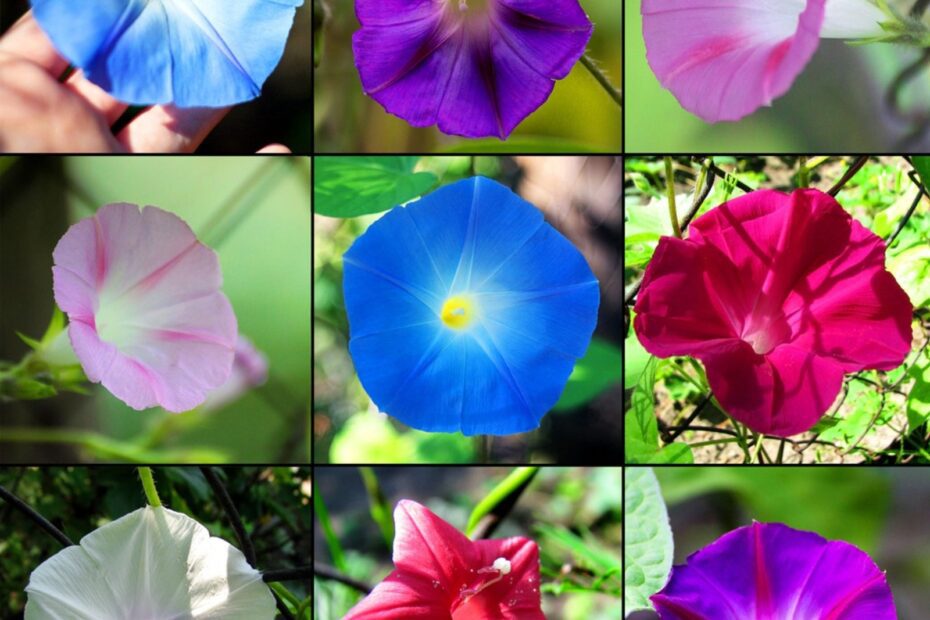 are morning glory flowers edible