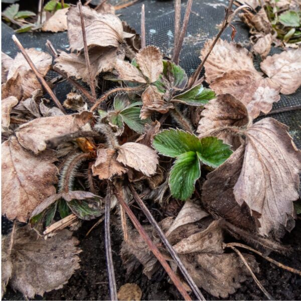 are my strawberry plants dead