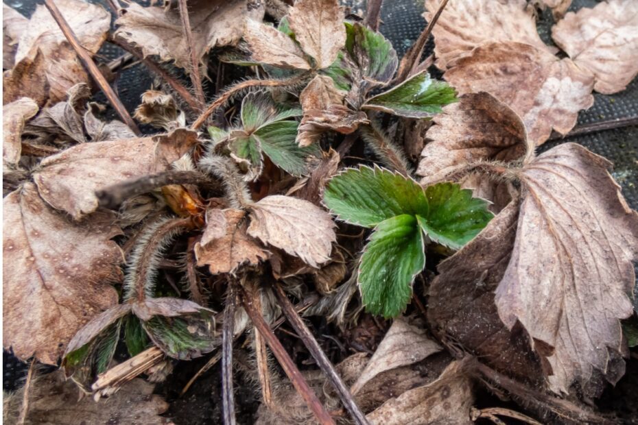 are my strawberry plants dead