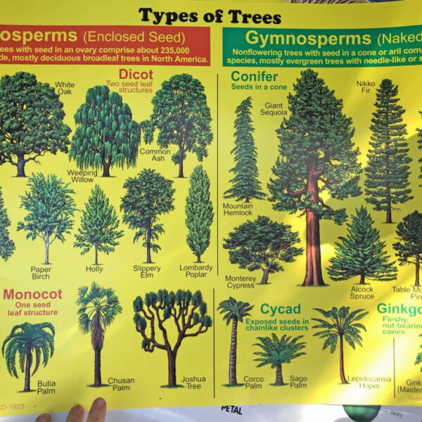 are oak trees angiosperms