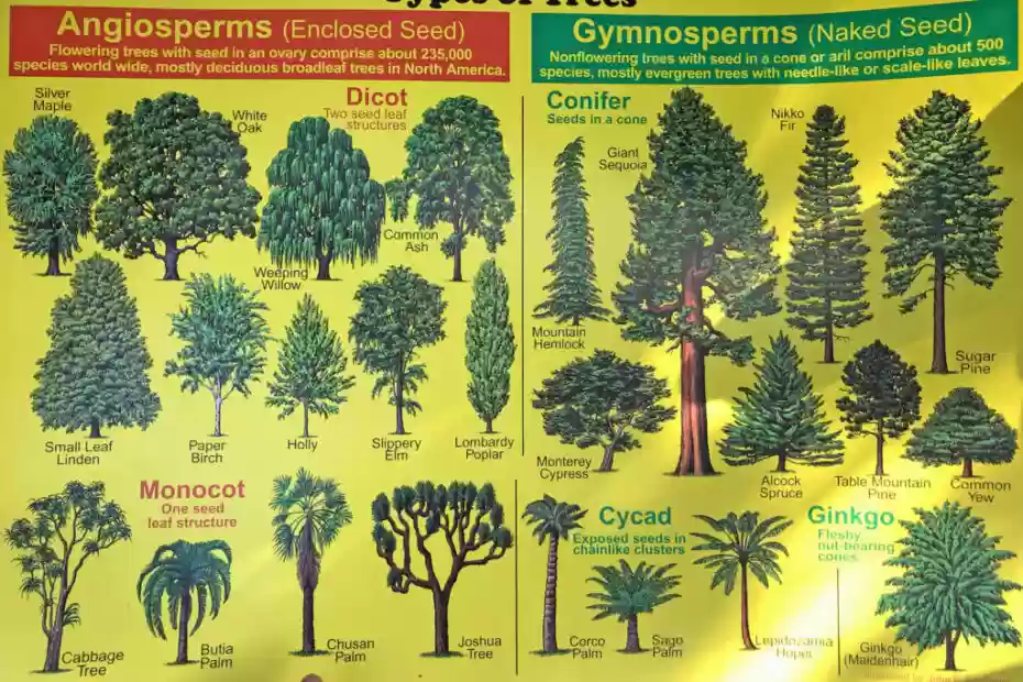 Are Oak Trees Angiosperms