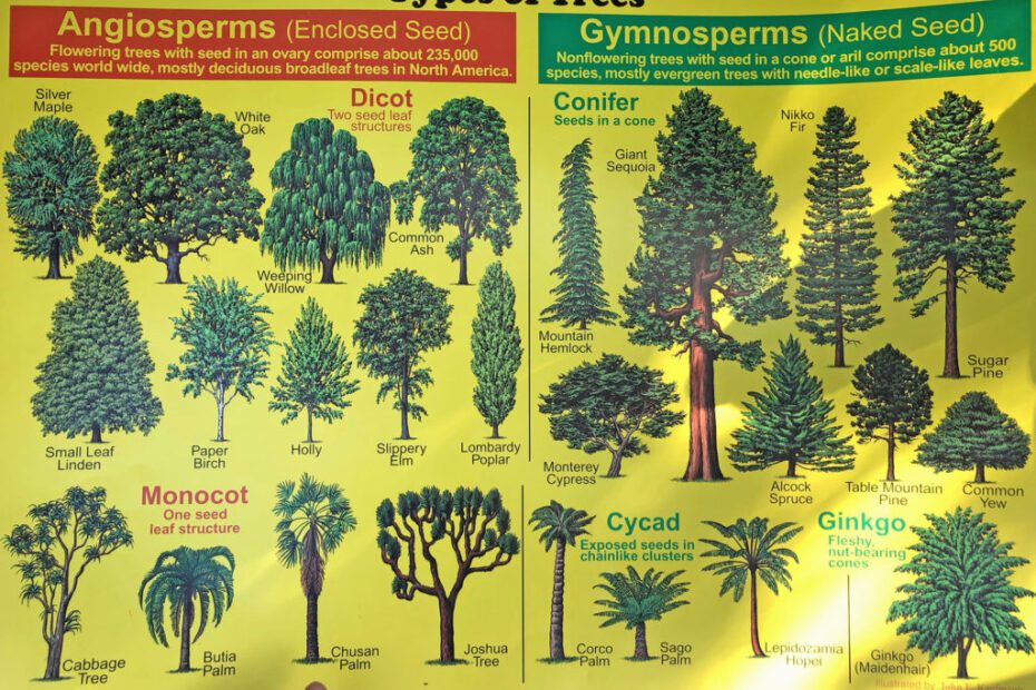 are oak trees angiosperms