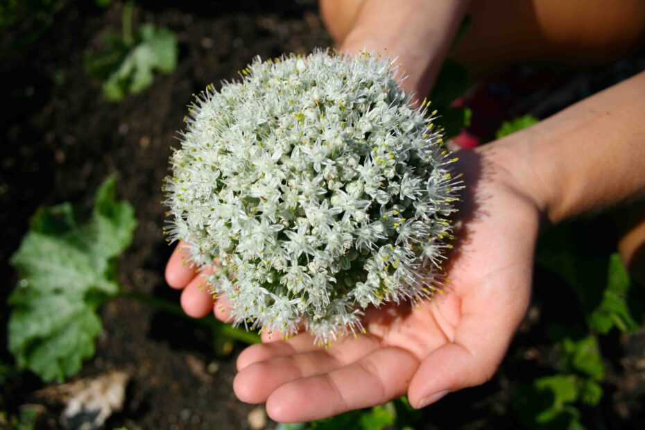 are onion flowers edible scaled