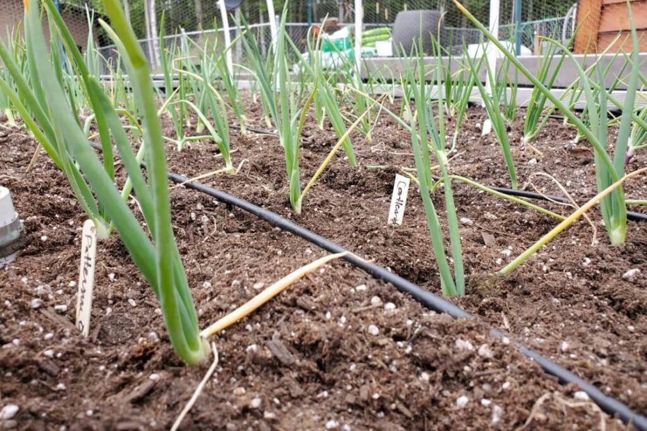 Are Onion Seedlings Frost Hardy