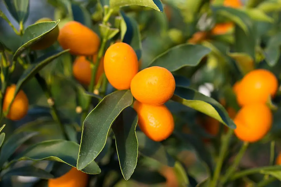 Are Orange Trees Toxic to Cats