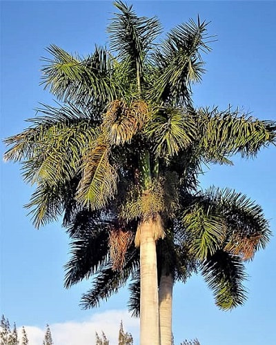 are palm trees native to mexico