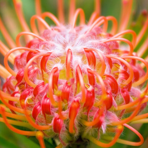 are pincushion flowers poisonous to dogs