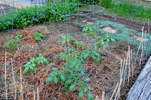 are pine needles good mulch for tomatoes