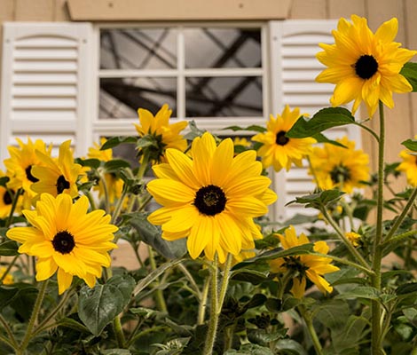 are sunfinity sunflowers perennials