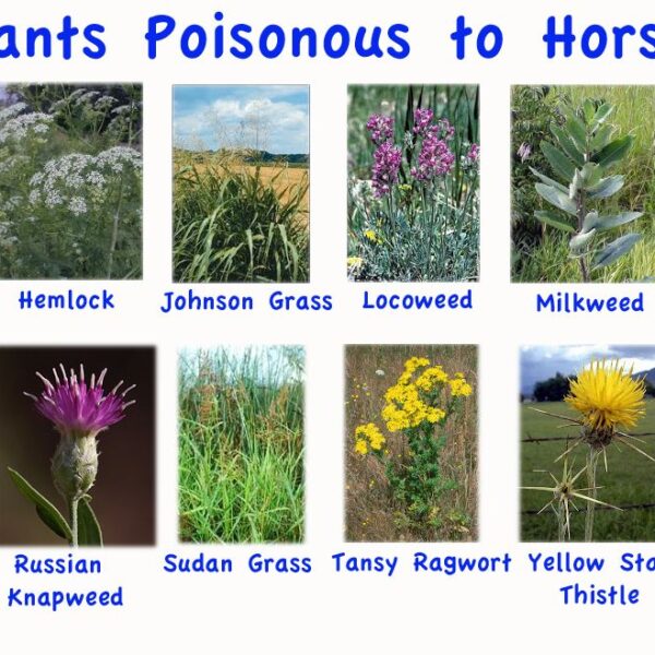 are sunflowers toxic to horses